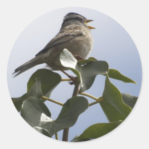 Sticker Rond SPRING SONG BIRD Collection