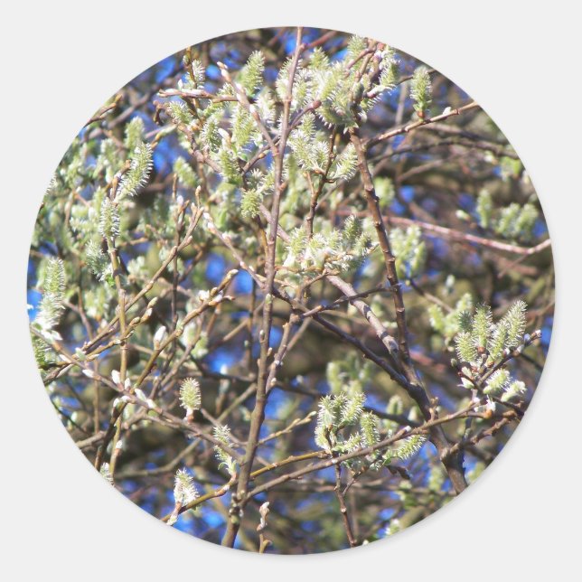 STICKER ROND SPRING WILLOW (Devant)