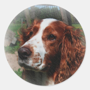 Sticker Rond Springer Spaniel Chien Art