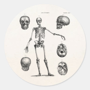 Sticker Rond Squelettes antiques squelettiques d'anatomie de