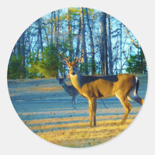 Sticker Rond Stade / Buck Deer, Ciel bleu clair