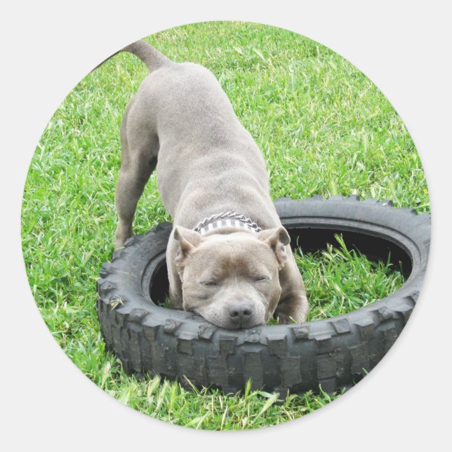 Sticker Rond Staffordshire Bull Terrier, One Chomp, (Devant)