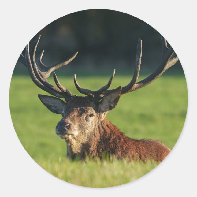 Sticker Rond Stag Reposé Dans L'Herbe Verte (Devant)