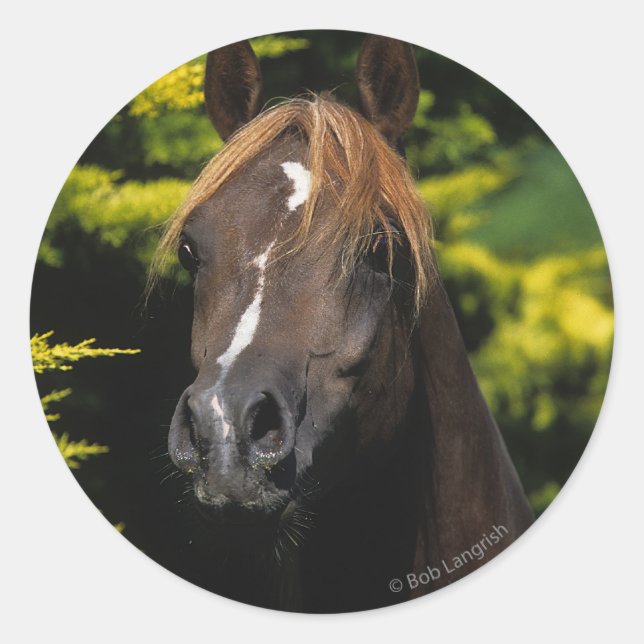 Sticker Rond Stallion arabe (Devant)