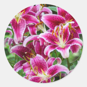 Sticker Rond Stargazer Lilies