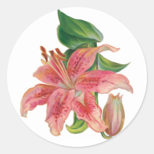 Sticker Rond Stargazer Lily