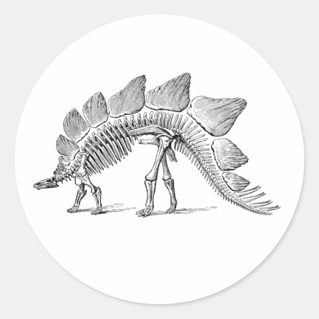 Sticker Rond Stegosaurus Dinosaure Squelette Fossile (Devant)