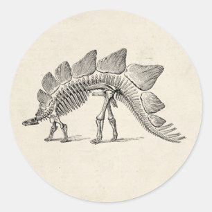 Sticker Rond Stegosaurus Dinosaure Squelette Fossile