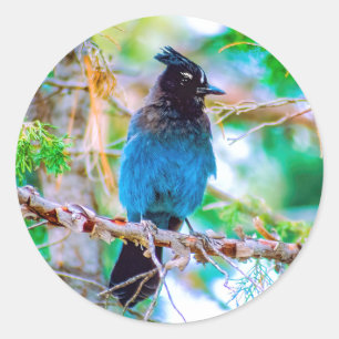 Sticker Rond Steller's Jay - Photographie originale