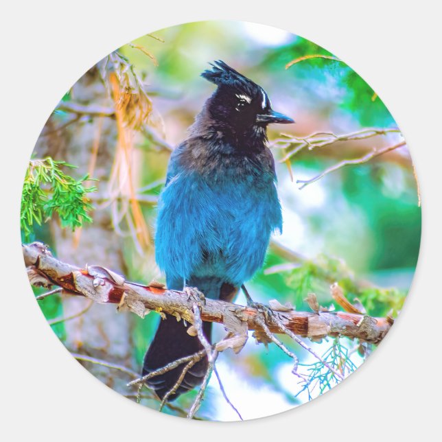 Sticker Rond Steller's Jay - Photographie originale (Devant)