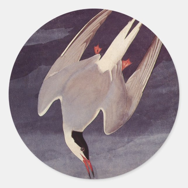 Sticker Rond Sterne arctique par John James Audubon, Oiseaux Vi (Devant)
