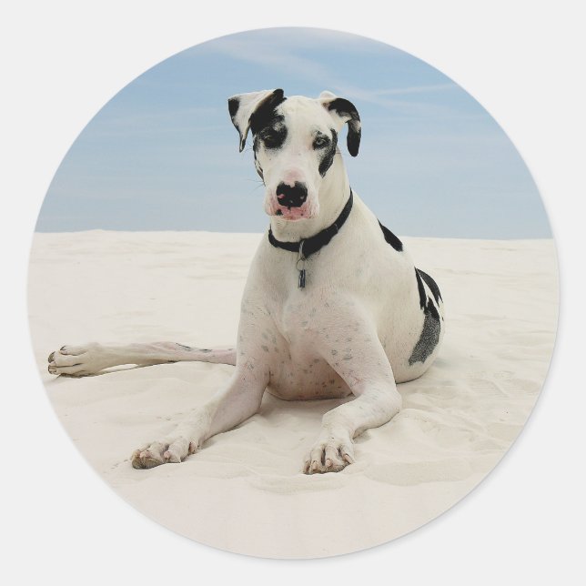 Sticker Rond Stick Harlequin Great Dane Chien Chien / Sceau (Devant)