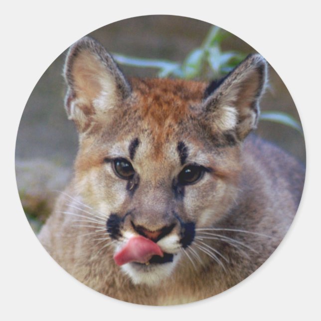 Sticker Rond Sticker-cougar-cub10x10 (Devant)