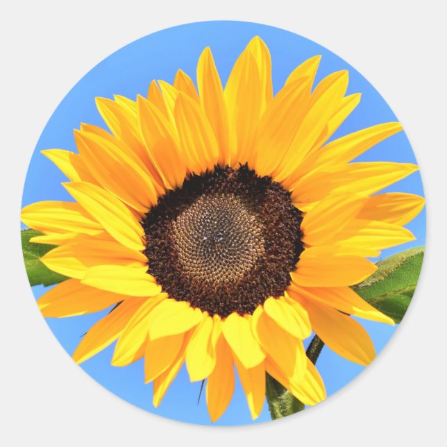 Sticker Rond Sticule de tournesol jaune Ciel bleu (Devant)