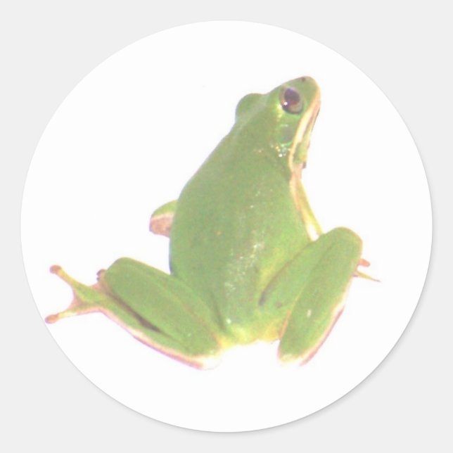 Sticker Rond Sticule grenouille verte - Petit (Devant)