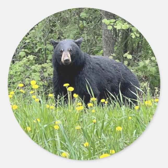 Sticker Rond Sticule rond Ours noir et Dandelions (Devant)