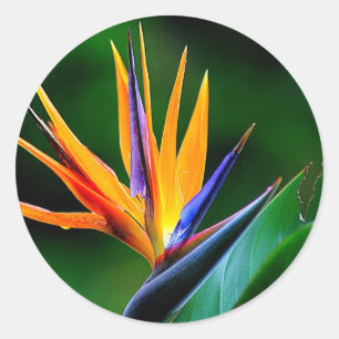 Sticker Rond Strelitzia. Oiseau de fleur de paradis.