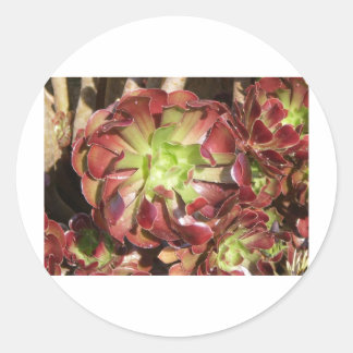 Sticker Rond Succulent