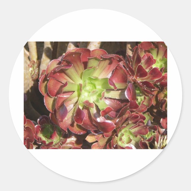 Sticker Rond Succulent (Devant)