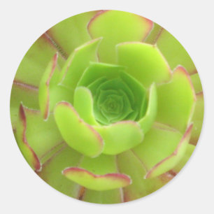 Sticker Rond Succulent