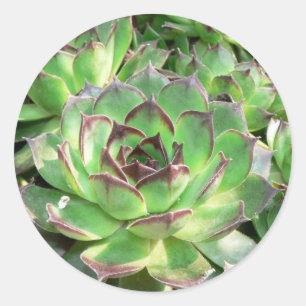 Sticker Rond Succulents