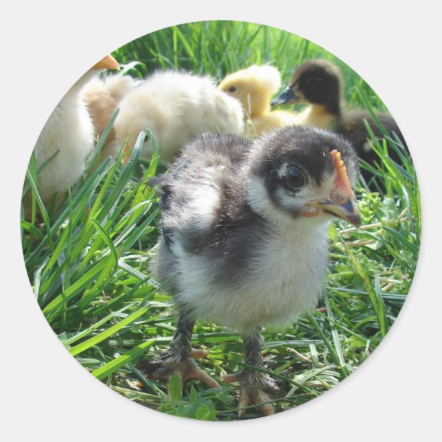 Sticker Rond Suivez Le Leader (Devant)