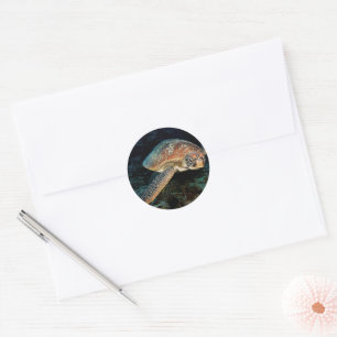 Sticker Rond Sulawesi Tortue Marine Verte