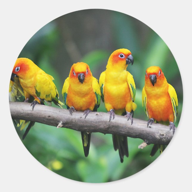 Sticker Rond Sun Conures (Devant)