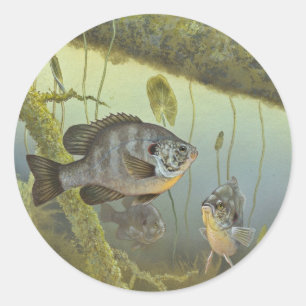 Sticker Rond Sunfish de Redear