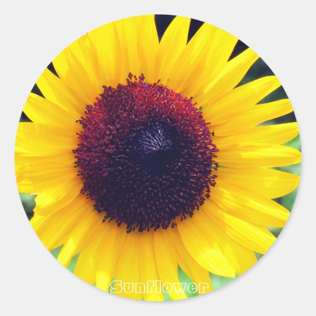 Sticker Rond Sunflower：Round Seal (Devant)