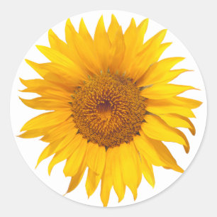 Sticker Rond Sunflower Rustique Floral Wedding Favoriser