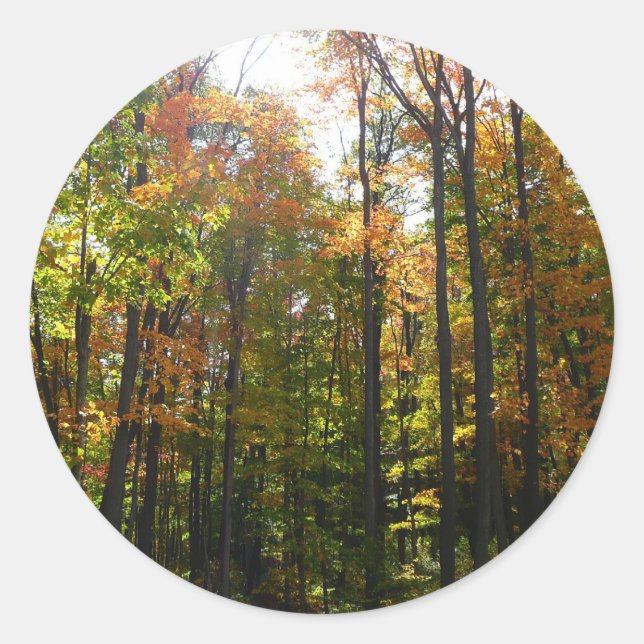 Sticker Rond Sunlit Fall Forest Paysage d'automne (Devant)