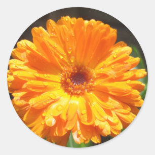 Sticker Rond Sunny Calendula Raindrops