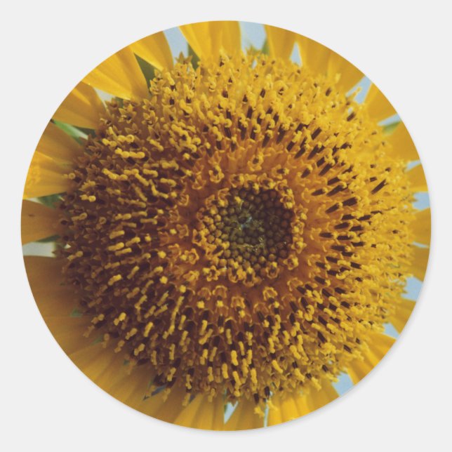 Sticker Rond Sunny Sunflower - Centre Jaune géant Fermer (Devant)