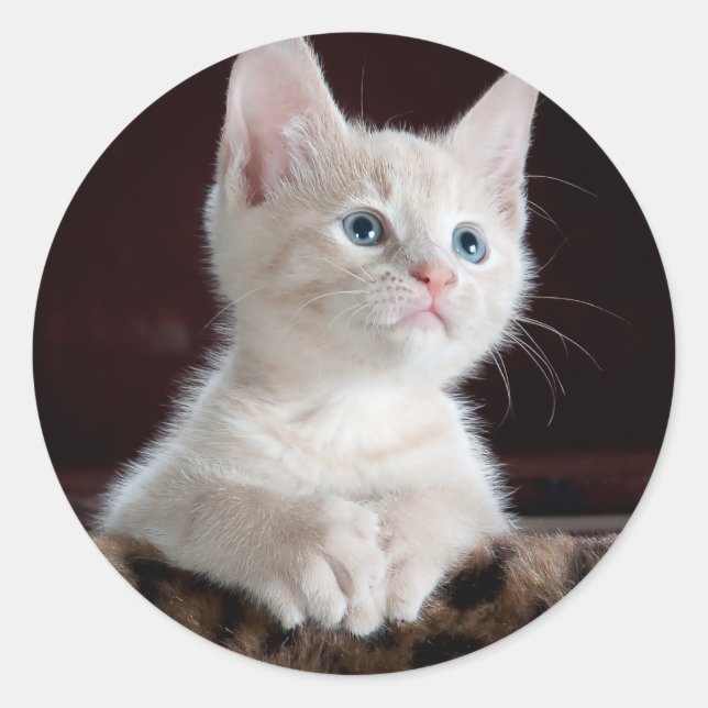 Sticker Rond Super mignon Kitten blanc (Devant)