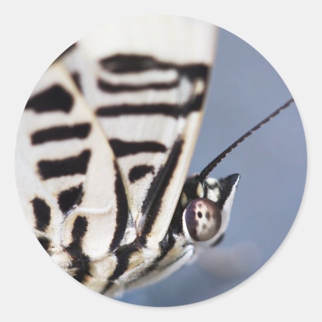 Sticker Rond support papillon (Devant)