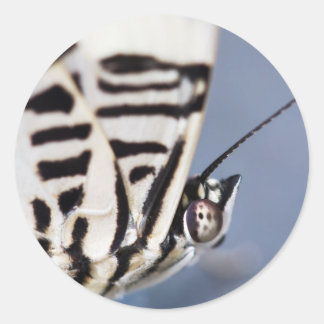Sticker Rond support papillon