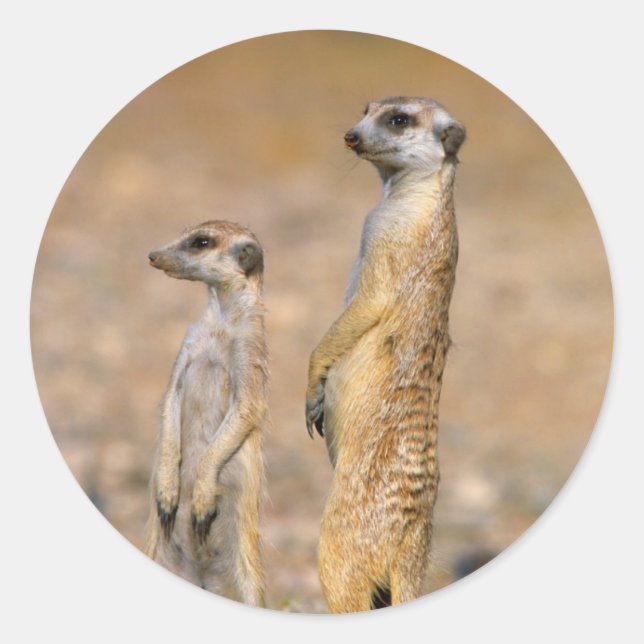 Sticker Rond Suricates (Suricata Suricatta) Sentinelles, Karas (Devant)