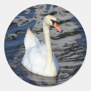 Sticker Rond Swan sur un lac