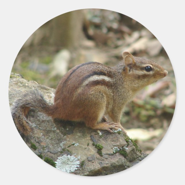 Sticker Rond Sweet Chipmunk Hot Springs National Park Cadfts (Devant)