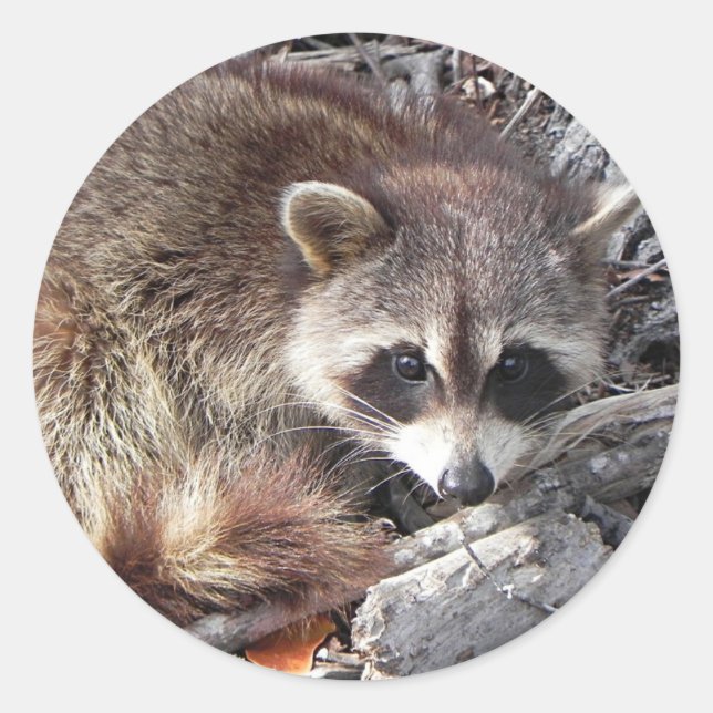 Sticker Rond Sweet Raccoon (Devant)