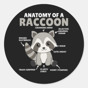 Sticker Rond Sweet Raccoon Explication Anatomie D'Un Raccoon