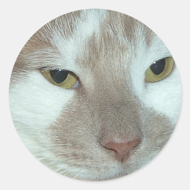 Sticker Rond Tabby blanc et orange (Devant)