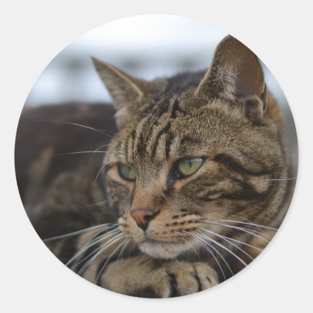 Sticker Rond Tabby cat prêt à l'action (Devant)