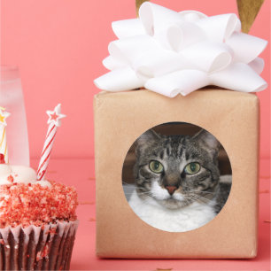 Sticker Rond Tabby Cat Vous regardez Animaux de compagnie Photo
