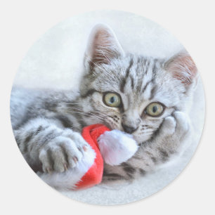 Sticker Rond Tabby gris mou Chat avec Noël Casquette