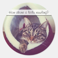 Tabby Kitty Dans La Cabine Photo De Gros Plan