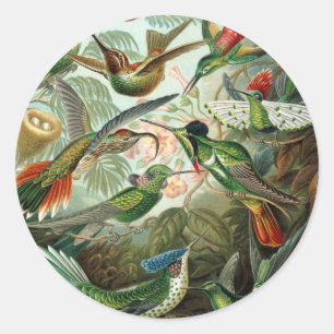 Sticker Rond tableau classique de la faune des oiseaux colibris