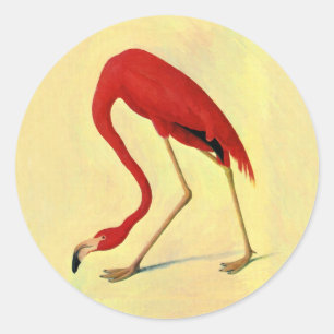 Sticker Rond Tableau Flamant rose américain Audubon