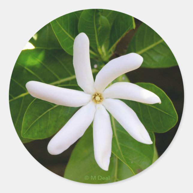 Sticker Rond Tahiti Tiare (Devant)